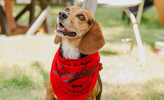 Paws Pints Leinie Lodge