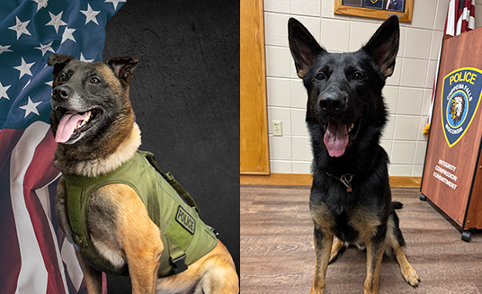 K9 Last Paws & Pints
