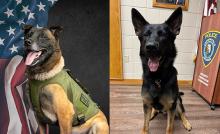 K9 Last Paws & Pints