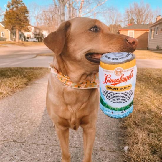 The goodest pups with the goodest beer. #NationalDogDay

📷: @thatwisconsincouple, @tequilacrazyjack, @theo.thedoge, @bonnie.janssen
