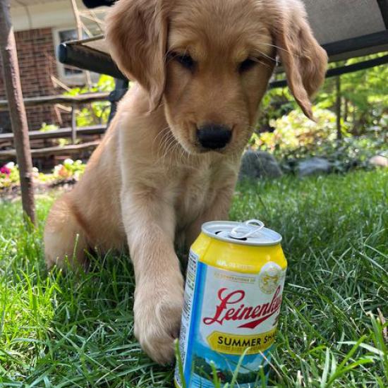 Giving fetch a whole new meaning #NationalPuppyDay

📸: @jessbags24, @onesassykiwi, @delaneysaidwhat, @ellee_tails